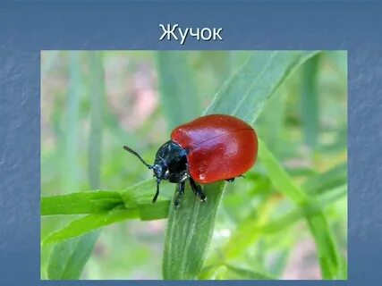 Как выглядит жучка