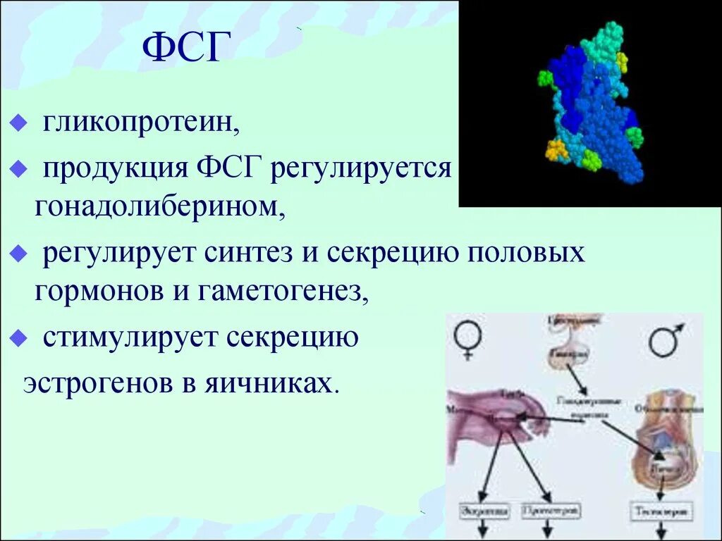 За что отвечает лютеинизирующий гормон у женщин. Фолликулостимулирующий гормон. ФСГ гормон. Фолликулостимулирующий гормон (ФСГ). Фолликулостимулирующий гормон синтезируется в.