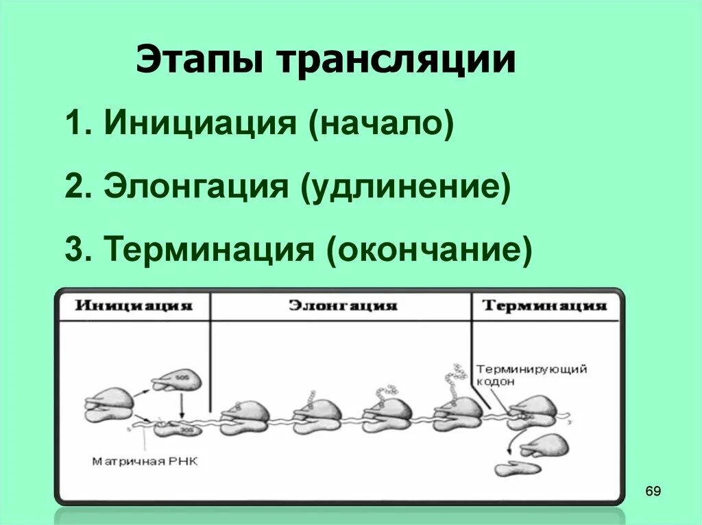 Первый этап трансляции. Этапы трансляции инициация элонгация терминация. Трансляция белка инициация элонгация терминация. Этапы синтеза белка инициация элонгация терминация. Синтез белка трансляция этапы инициация элонгация.