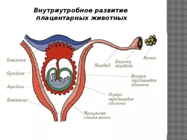 Внутриутробное развитие животных. Размножение плацентарных. Внутриутробное развитие млекопитающих.