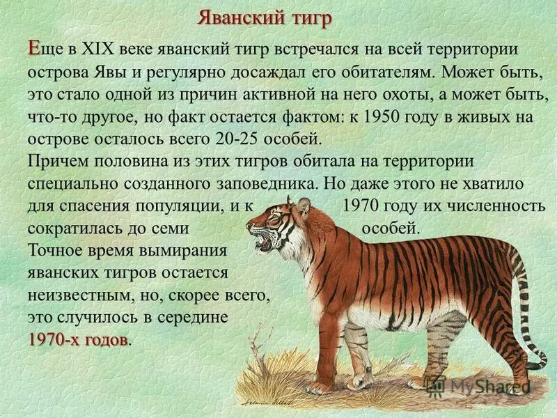 сообщение на тему вымершие животные. животные которые вымерли по вине человека. сообщение на тему вымершие животные. животные красной книги которые исчезли с лица земли. сообщение о вымирающих видах животных.