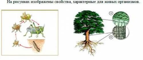 Свойства живых организмов рисунок. Какое свойство живых организмов изображено на рисунке?. Живой организм изображенный на рисунке. Какое свойство живых организмов изображено на картинке.