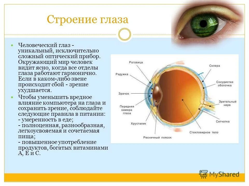 Реферат на тему глаза. Орган зрения строение глаза. Строение органа зрения. Зрение строение глаза. Строение человеческого глаза.