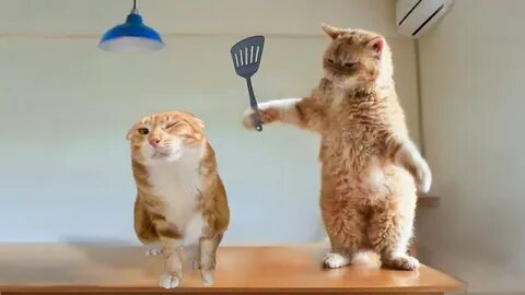 Отпусти кошку