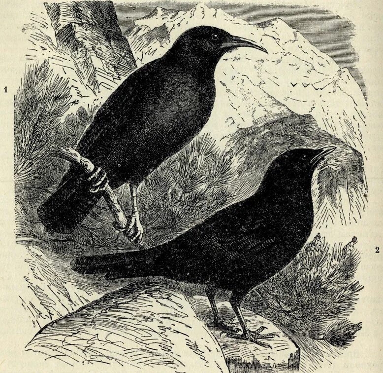 Например ворона. Pyrrhocorax graculus. Альпийская Галка рябивцев. Альпийская Галка рисунок. Pyrrhocorax Pyrrhocorax barbarus.