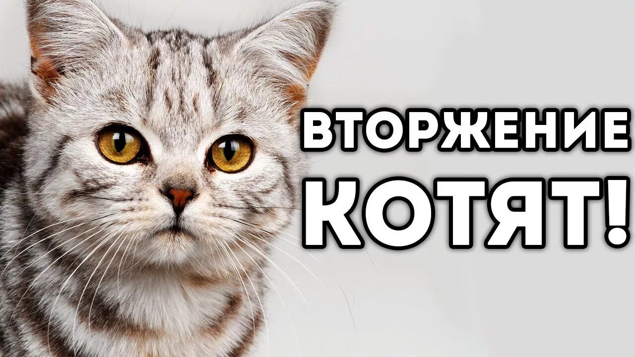 Ok google кот. Google котики. Кошачья морда. Британская кошка с большими глазами. Ok google кот.