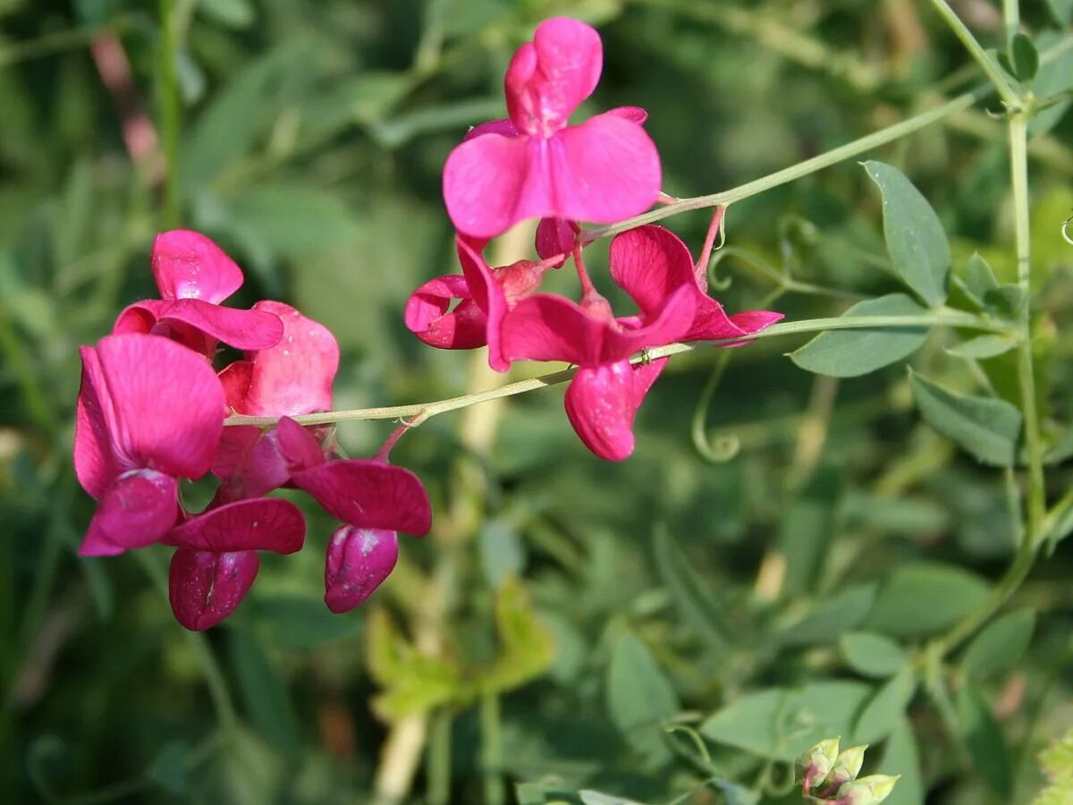 Чина (Lathyrus). Чина клубневая. Сорняк чина клубненосная. Чина клубненосная Lathyrus tuberosus. Кис растение