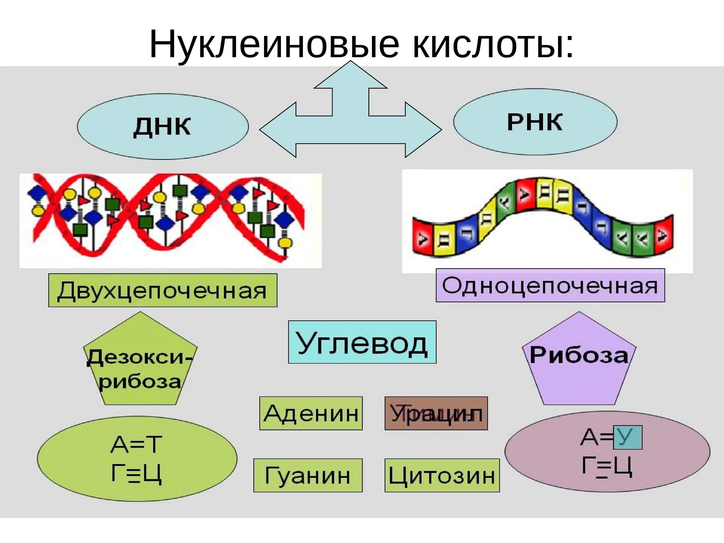 Виды молекул нуклеиновой кислоты днк. Нуклеиновые кислоты ДНК И РНК. Строение нуклеиновых кислот ДНК И РНК. Строение нуклеиновые кислоты ДНК схема. Нуклеиновая кислота ИРНК.