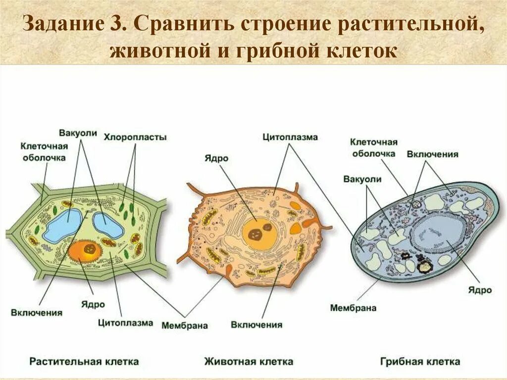 Хлоропласты имеют ядро. Строение растительной животной и грибной клетки. Строение клетки гриба рисунок. Состав растительной клетки 6 класс. Строение эукариотической растительной клетки 6 класс.