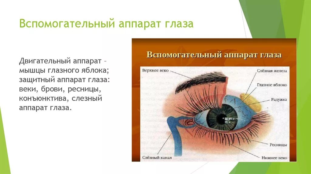 Глазное яблоко и вспомогательный аппарат глаза. Орган зрения и вспомогательный аппарат глаза анатомия. Вспомогательный аппарат глаза. Иннервация глаза. Вспомогательные аппарат глаза, мышцы, слёзный аппарат. Вспомогательные строение глаза
