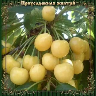 Черешня желтая приусадебная описание сорта фото отзывы