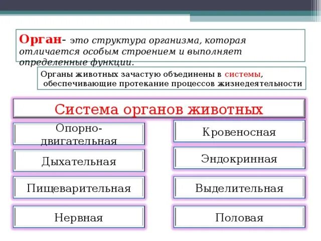 Таблица по биологии 7 класс система органов и строение. Таблица по биологии 8 класс система органов органы функции. Системы органов 7 класс. Таблица паукообразные внутр строение. Системы органов животных 5 класс биология.