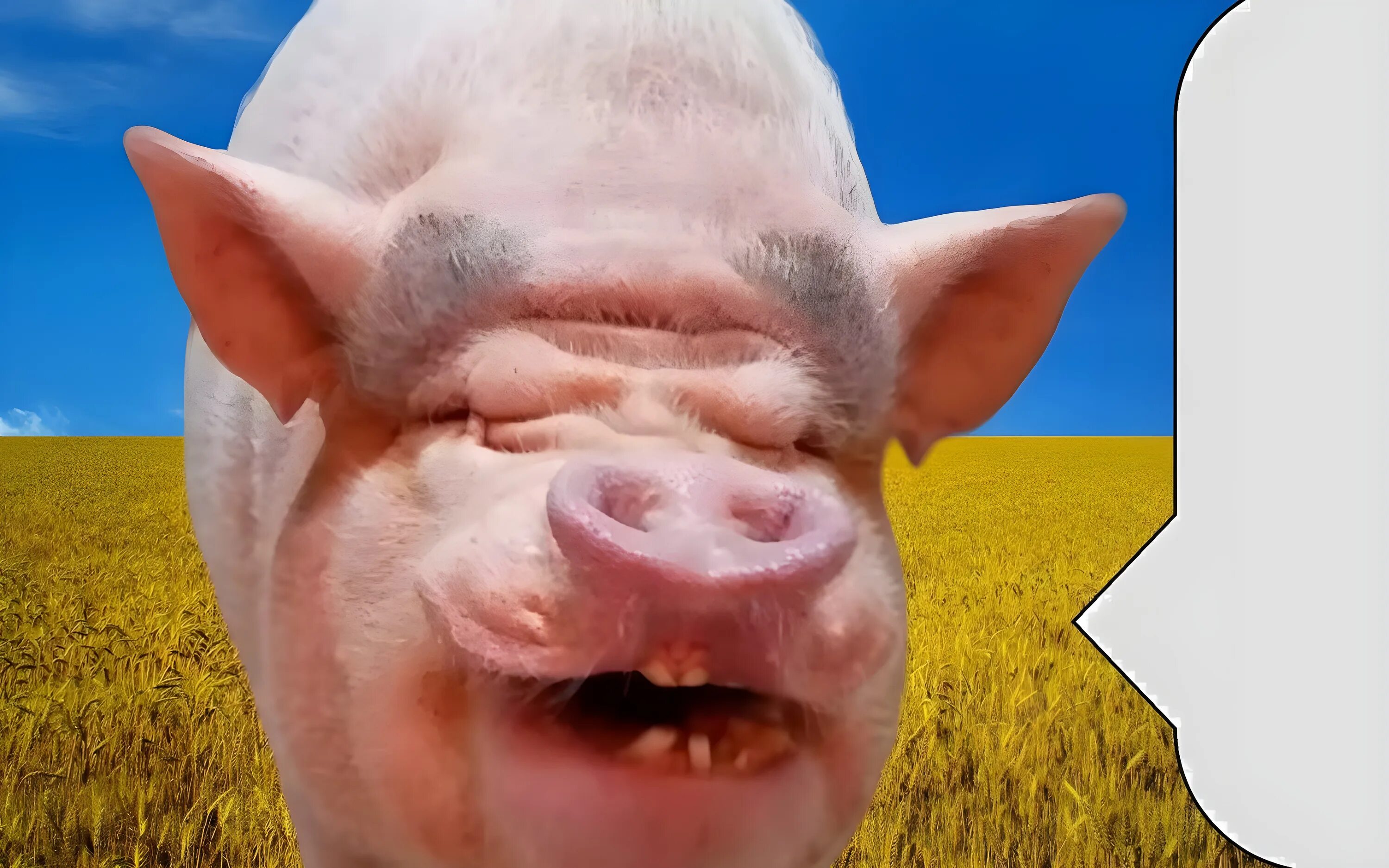 Украинская Бимба свинья