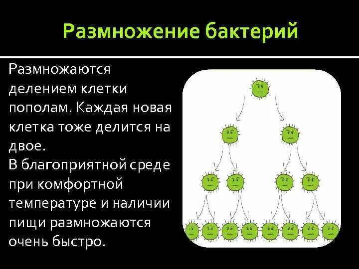 Простым делением клеток размножаются. Размножение бактерий. Размножение бактерий фото. Деление клетки пополам размножение.