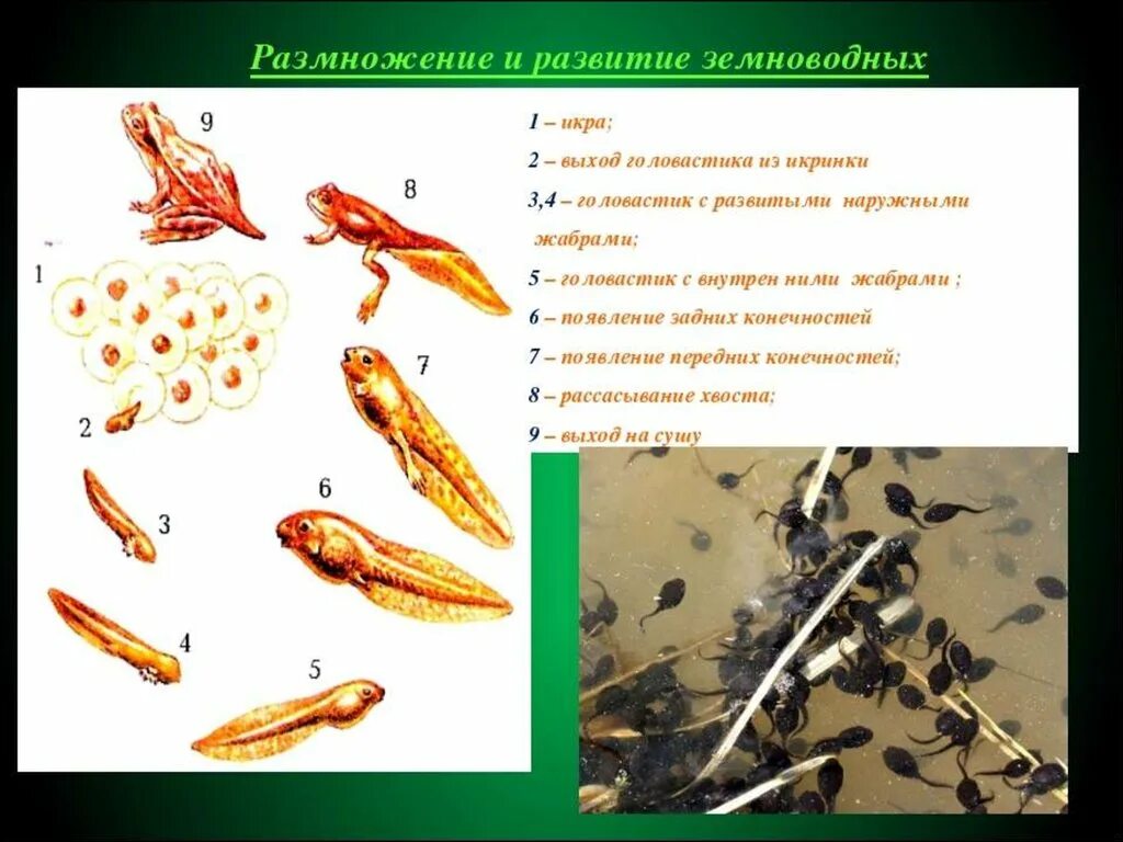 Строение и развитие земноводных. Схема развития земноводных биология 7 класс. Схема развития земноводных 3 класс биология. Размножение и развитие рыб земноводных и пресмыкающихся 3 класс. Этапы развития земноводных 3 класс.