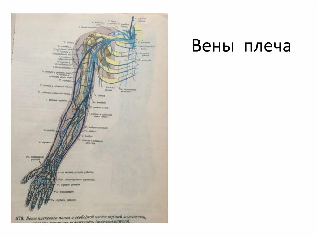 Вены верхней конечности. Вены верхней конечности анатомия. Плечевая Вена анатомия. Вены верхней конечности схема.