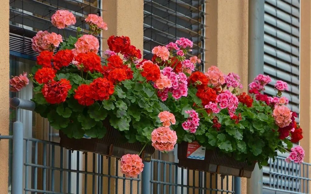 Герани в казани. Пеларгония ампельная balkon. Пеларгония ампельная в кашпо. Пеларгония балкон Роуз. Пеларгония зональная в кашпо.