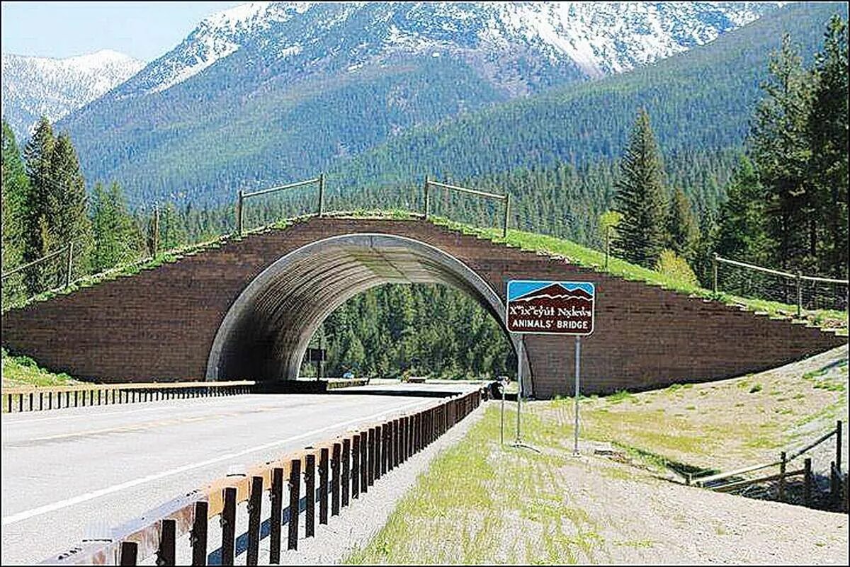 Экодук мост для животных. Экодук в австралии. Экодук нидерланды. Экодук в европе. Экодук в германии.