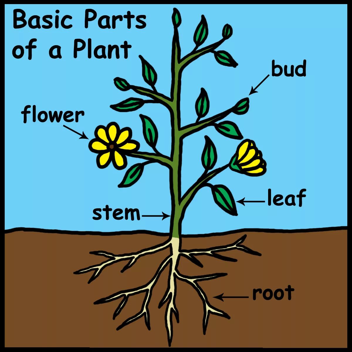 Части растения. Parts of a Plant. Parts of Plants for Kids. Parts of a Plant цветок.