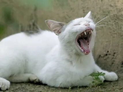 Белый кот кричит