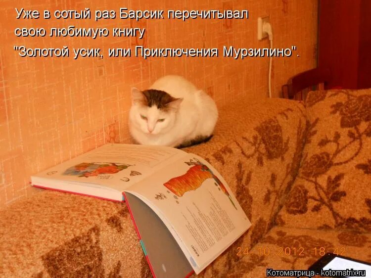 Я в сотый раз пожалел. Кот читает книгу. Кот ученый Котоматрица. Кот ученый читает книгу. Ерунда.