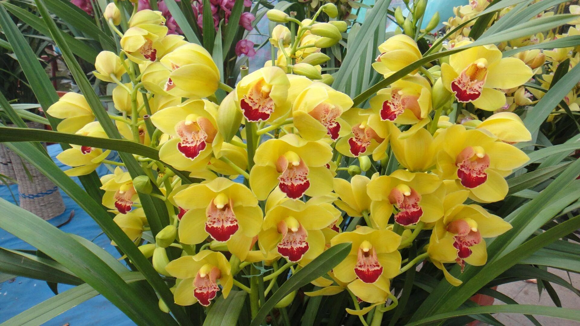 Какие сорта орхидеи. Орхидея Цимбидиум. Дендробиум Цимбидиум. Цимбидиум микс. Цимбидиум, онцидиум, Каттлея, Камбрия.