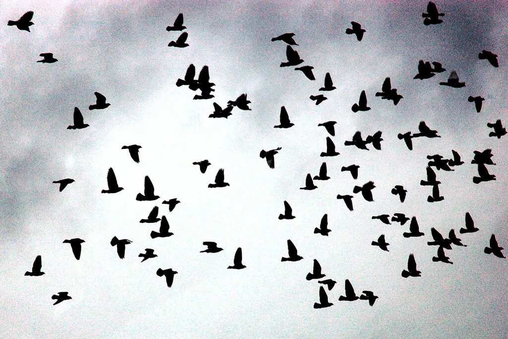 Стая птиц. Много птиц. Птицы разлетаются. Много птиц в небе.