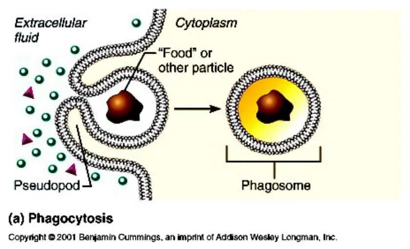 Лизосомы и фагосомы. Слияние фагосомы и лизосомы. Фагосома. Фагосома. Мембрана фагоцита.