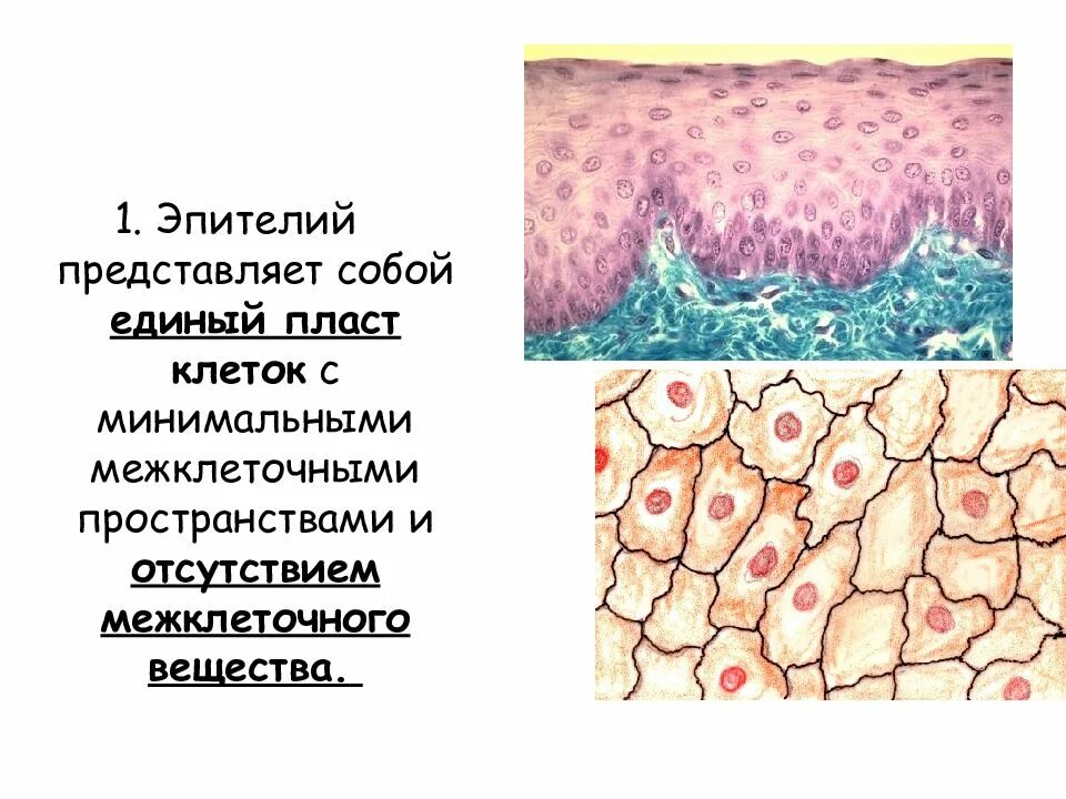 Эпителий представляет собой. Межклеточное вещество эпителиальной ткани. ткань межклеточное вещество эпителиальная ткань. межклеточные вещества эпителиальной ткани эпителиальная ткань. эпителиальная ткань представляет собой клеточный пласт?.