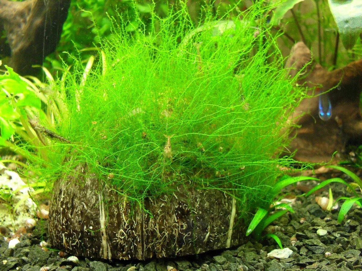 Стена из мха в аквариуме. Водоросли на яванском мхе. Мох стринги аквариумное растение. Випинг мох аквариумный. Мох плакучий в аквариуме.