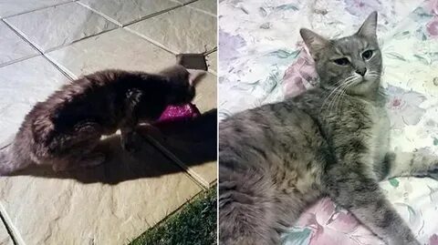 Сколько времени кошка может прожить без еды