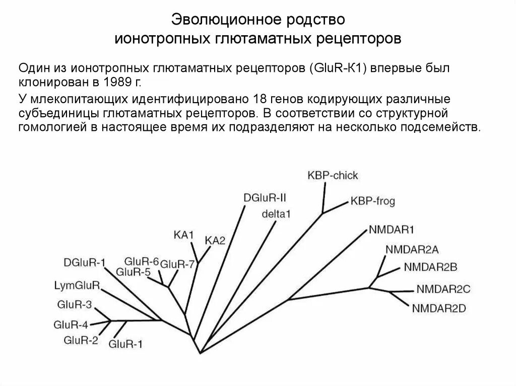 Метаботропный путь. Филогенетическое древо животных. Филогенетическое древо биология. Филогенетическое дерево жизни. Филогенетическое дерево (эволюционное дерево, дерево.