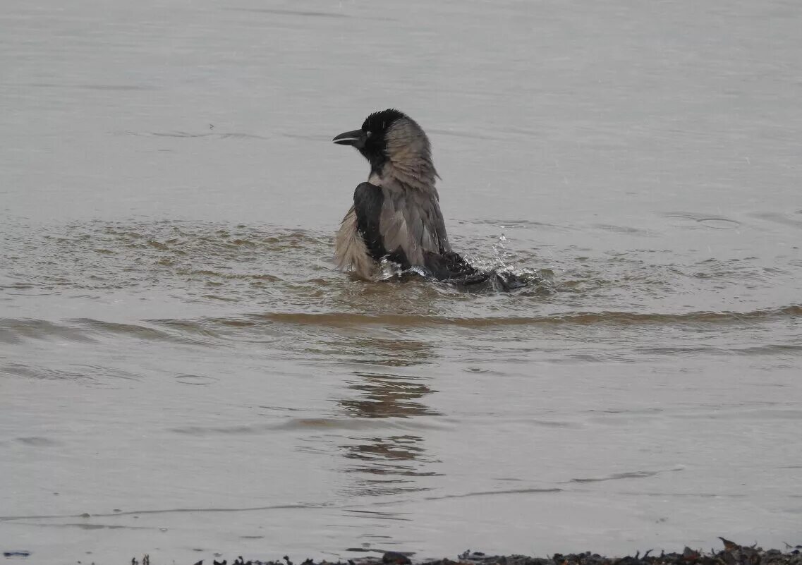 Мокрый ворон. Бедная ворона. Мокрая ворона. Мокрый ворон. Ворона под дождем.