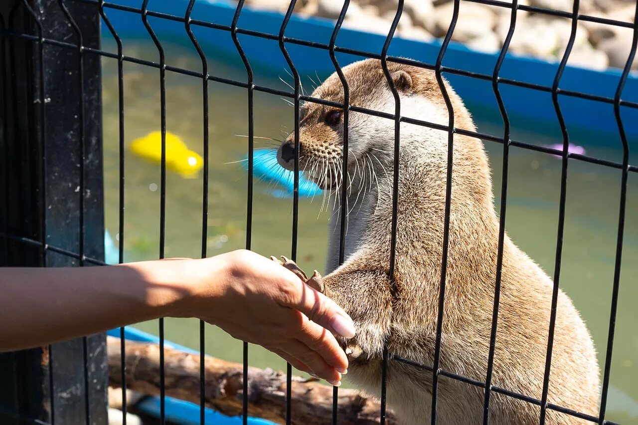 Секреты зоопарка коламбус. Тайный зоопарк / haechijianha. Тайны зоопарка. Мультановская тайны зоопарка. Тайна зоопарка книга.