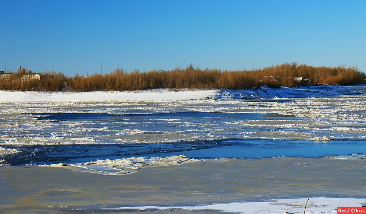 Полыньи на реке что это. Шуга на реке картинки. Шуга на реке картинки. Полыньи. Полынь обыкновенная чернобыльник.