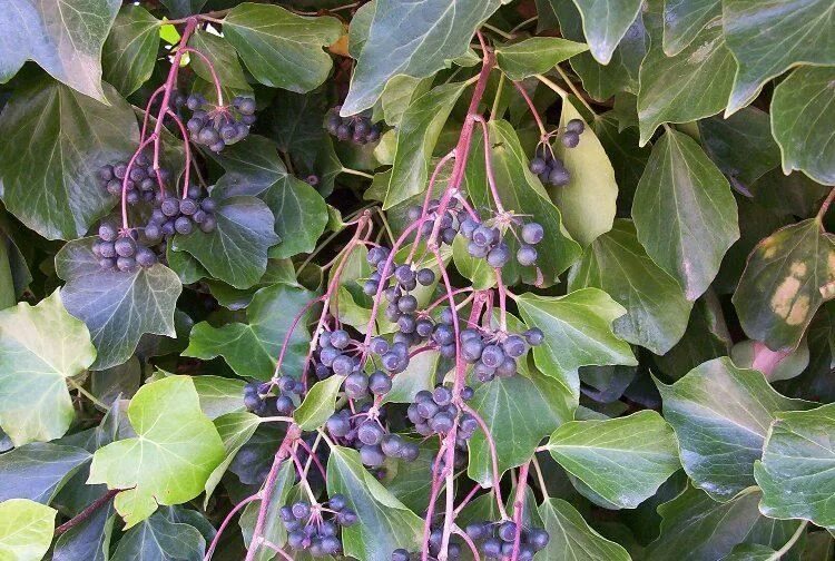 Hedera hibernica. Плющ с ягодами черными. Плющ обыкновенный плоды. Плоды плюща. Хедера берри ягоды.