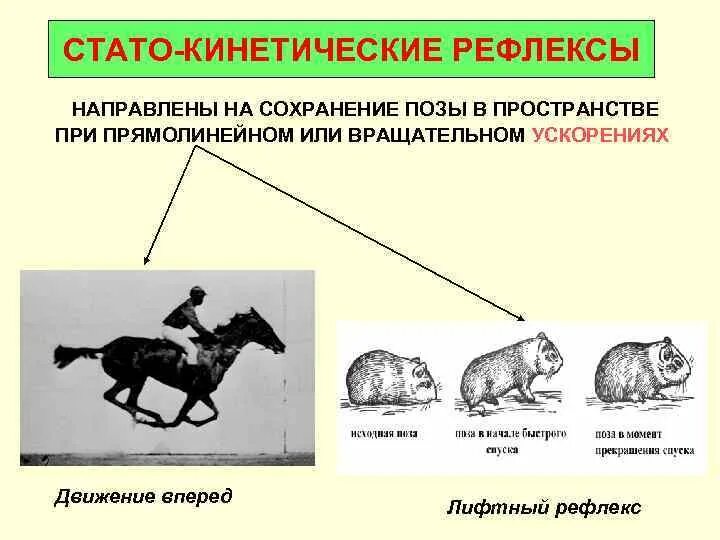 Рефлекс лифта. Статокинетические рефлексы. Статистические и статокинетические рефлексы. СТАТО-кинетический рефлекс. Статические и статокинетические рефлексы физиология.