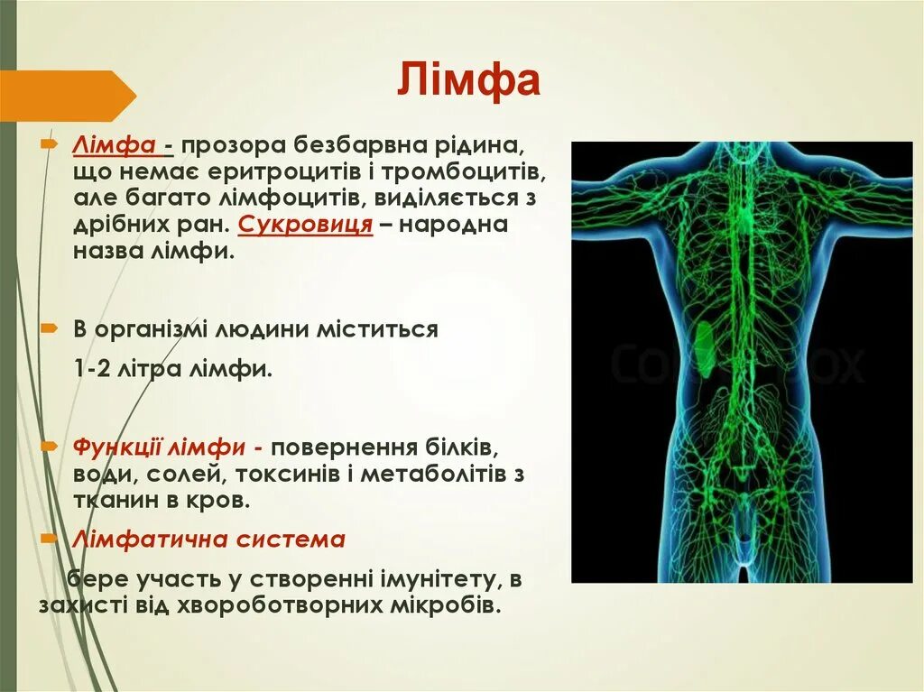 Система це. Фізико-хімічні властивості лімфи. Тип тканин до яких входить лімфа. Об'єм лімфи в організмі людини становить. Рух лімфи відбувається лише в одному напрямі.