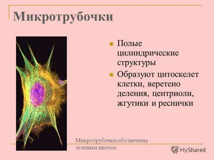 Жгутик из микротрубочек