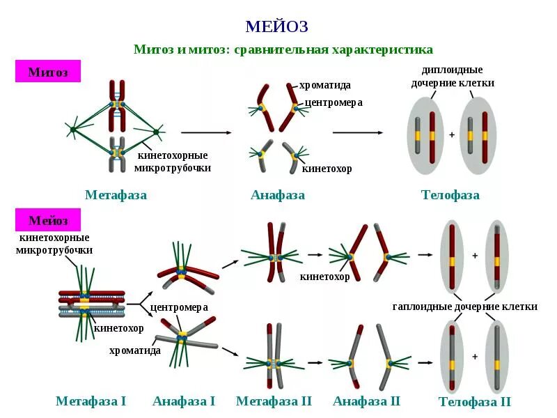 Хромосомы двухроматидные в какой фазе мейоза. Тетрады хроматид. Двухроматидные хромосомы в мейозе 2. Митоз и мейоз таблица. Биологическое деление мейоз.