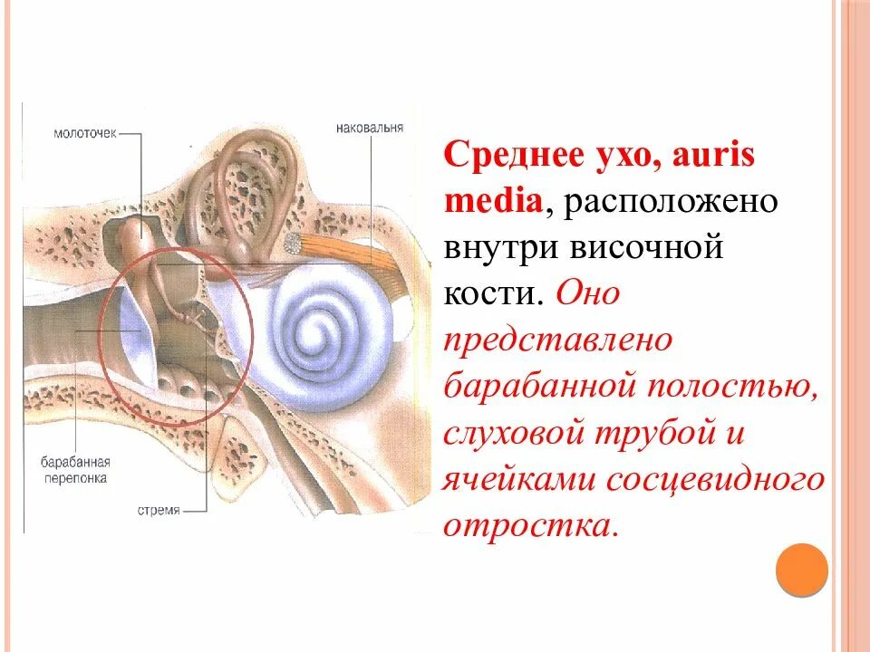 Барабанная перепонка строение уха человека. Строение уха барабанная перепонка. Строение ухо человека перепонка. В среднем ухе расположены 3