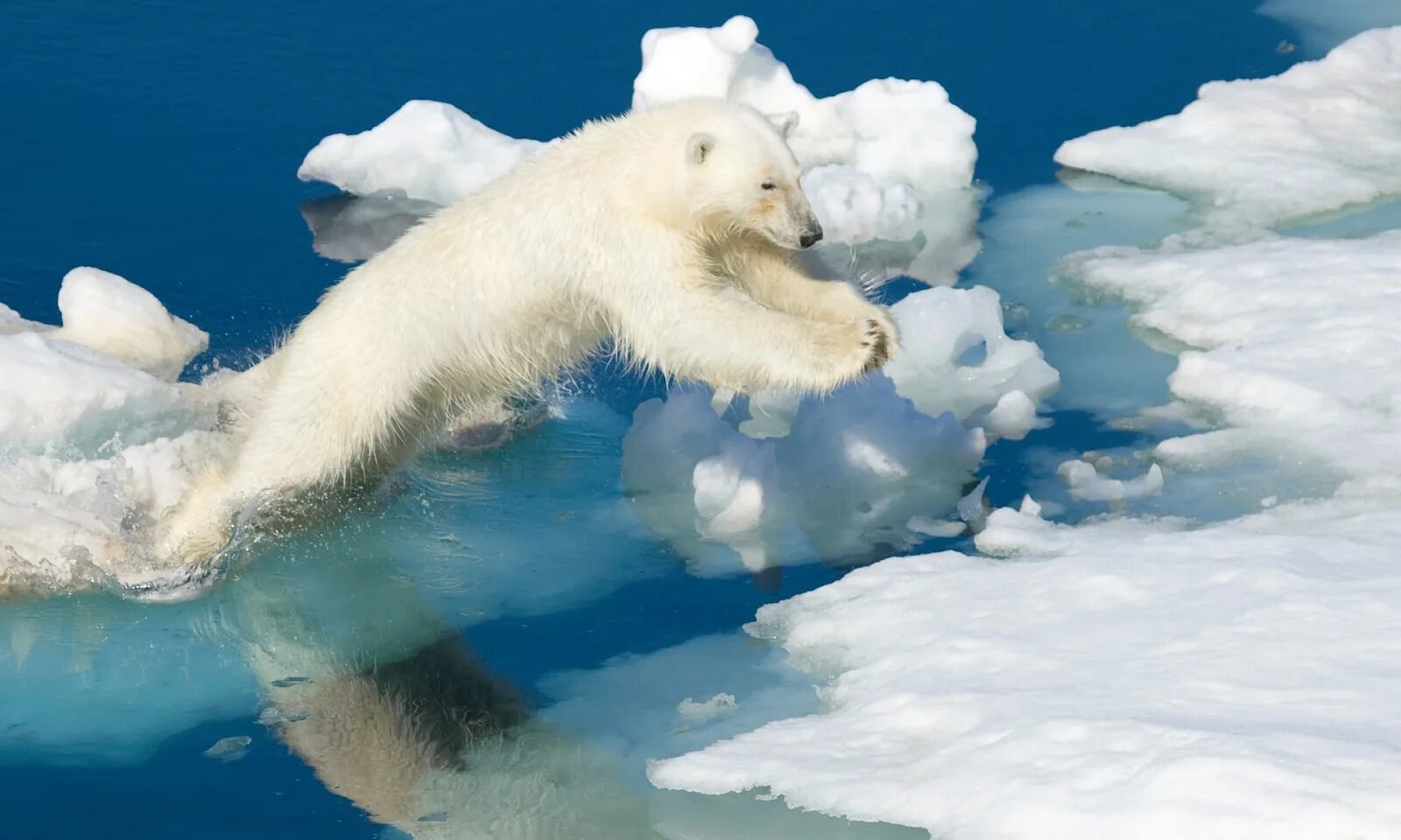 Таяние ледников в Арктике. Таяние льдов в Арктике. Карское море белый медведь. Таяние ледников белые медведи.