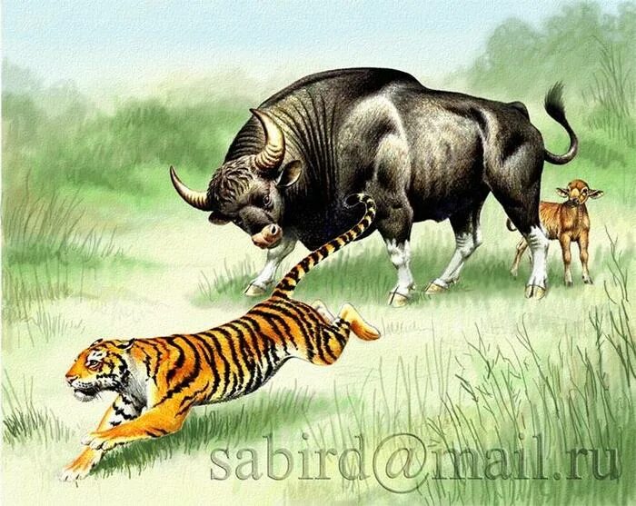 бык тигр мужчина. тату лев. бык и тигр. тигр и тигр совместимость в любви. телец.