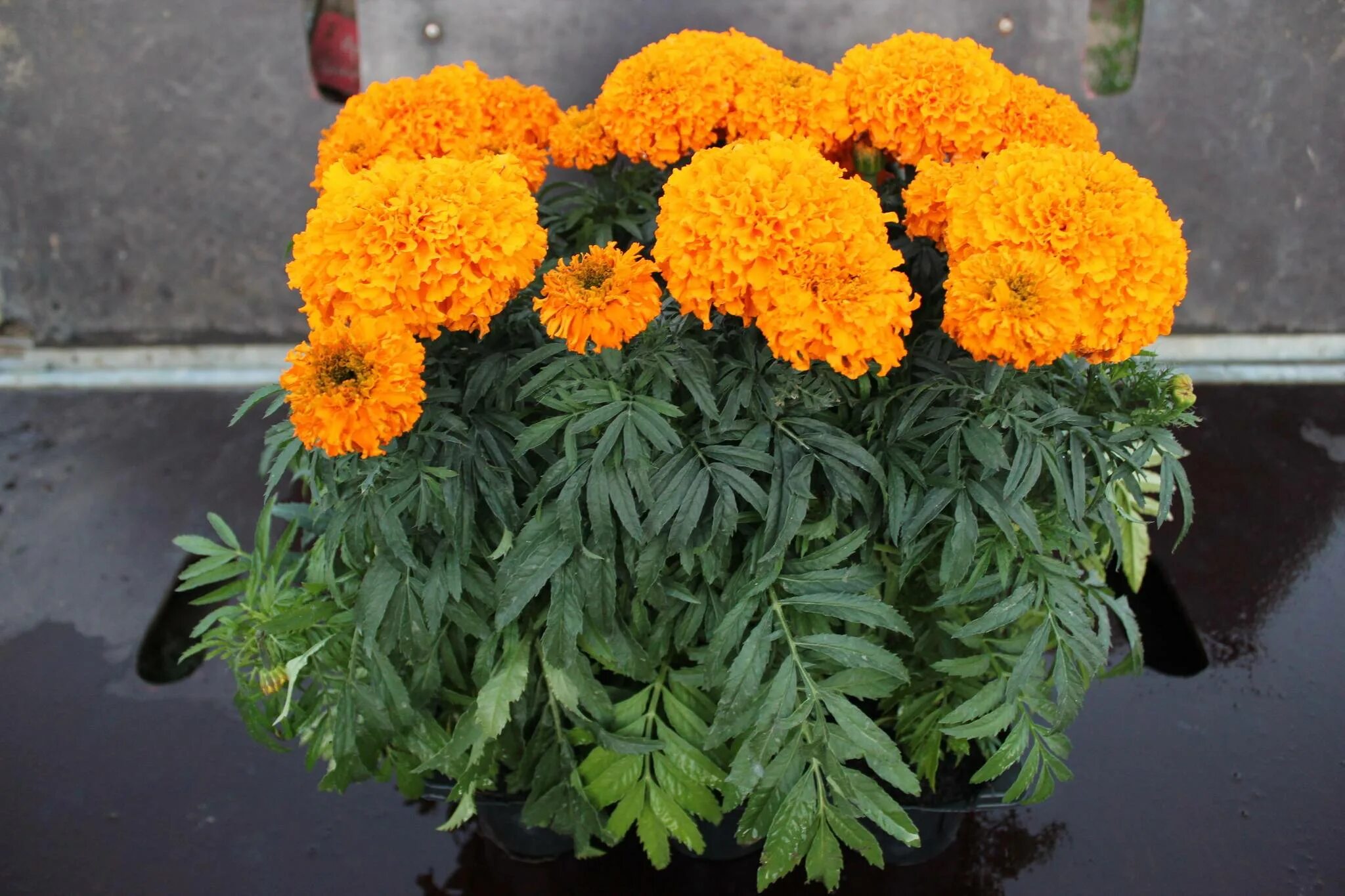 Бархатцы Тагетес. Бархатцы (Tagetes erecta). Бархатцы Антигуа оранж. Бархатцы Тагетес Эректа. Чем отличаются бархатцы прямостоячие от отклоненных