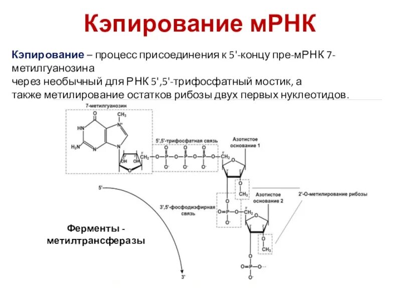 Кэпирование и Полиаденилирование. Строение матричной РНК биохимия. Процесс образования матричной РНК. Структура МРНК биохимия. Процессинг синтез