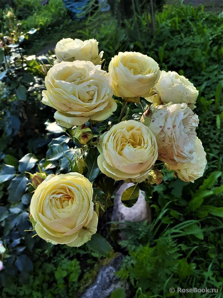 Piano роза тантау. Роза уайт пиано. Роза веддинг пиано тантау. Роза веддинг пиано чайно-гибридная, тантау. Роза спрей веддинг пиано.