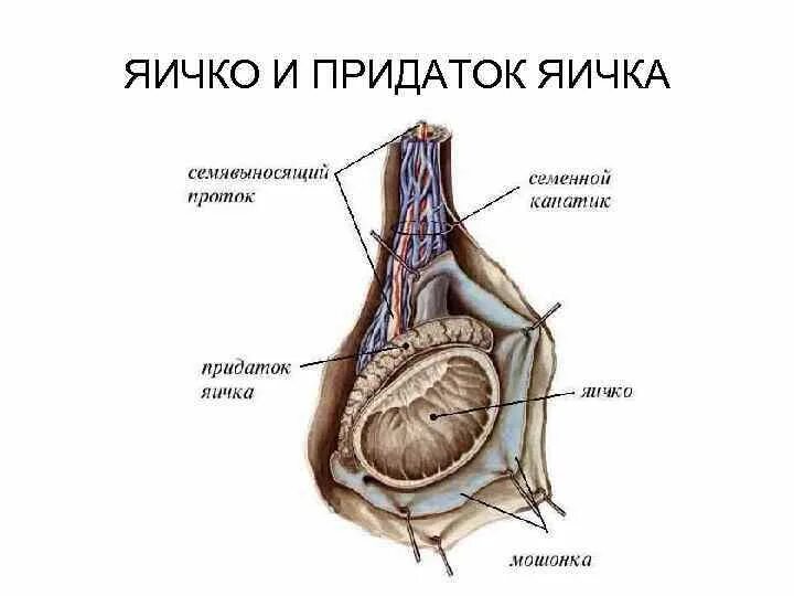 Придаток яичка у мужчин анатомия. Строение яичка семенной канатик. Семенной канатик гистология. Придаток яичка анатомия строение. Размеры придатков яичек