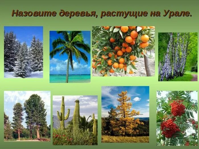 Вырос на урале. Деревья Урала. Деревья и кустарники Урала. Деревья растущие на Урале. Деревья которые растут на Урале.