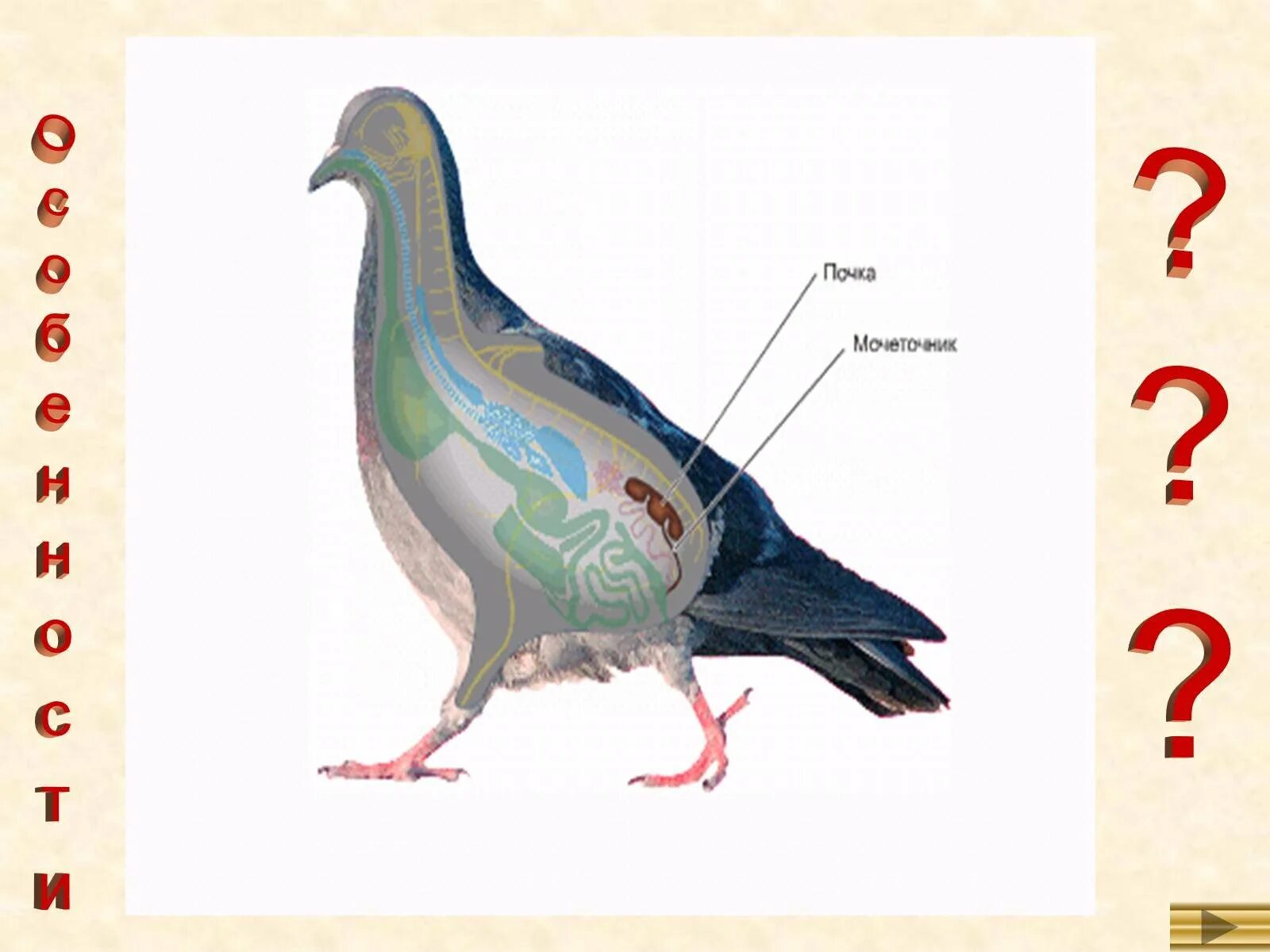 Строение птиц таблица 8 класс. Строение голубя. Внутреннее строение птиц. Внутреннее строение голубя. Внутреннее строение птицы биология.