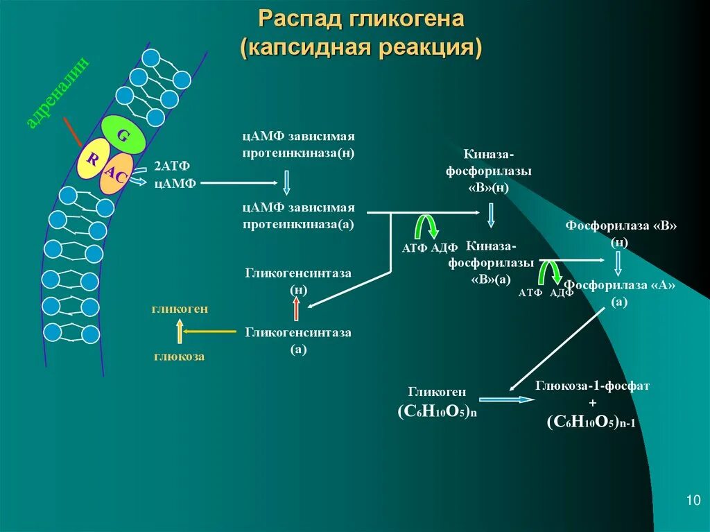 Реакции распада атф. Киназа фосфорилаза. цамф протеинкиназа. схему реакций фосфоролитического распада гликогена. анаэробный распад гликогена.